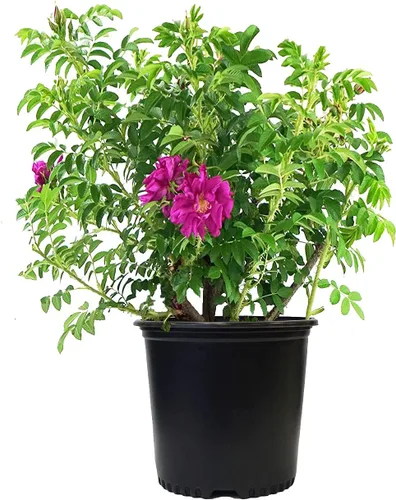 Miniatura 7 de Rosa 'Iceberg' (Rosa Floribunda) Rosa, flores blancas, contenedor tamaño #3