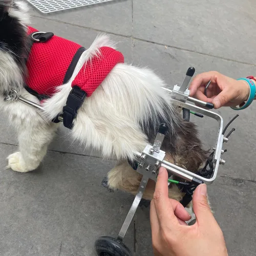Miniatura 8 de Silla de ruedas para gatos, silla de ruedas para mascotas, diseño de arnés extraíble, silla de ruedas ligera para patas traseras de perros, gatos