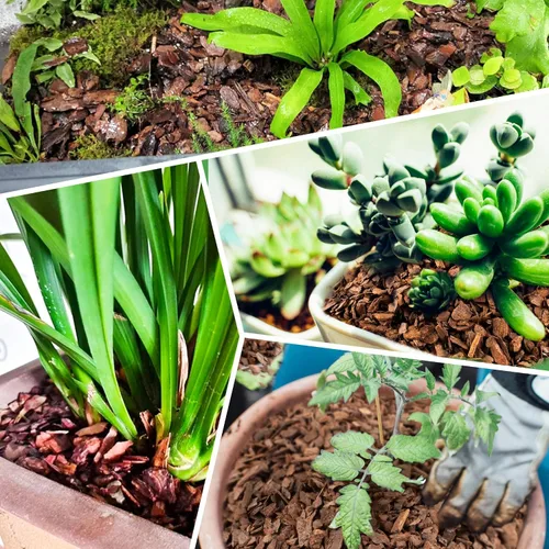 Miniatura 7 de Corteza orgánica para macetas de orquídeas de 3 cuartos - Mantillo natural para plantas en maceta, desarrollo de raíces de plantas de orquídeas