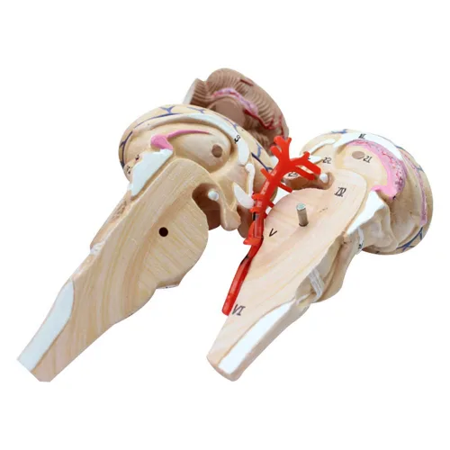 Miniatura 4 de Modelo anatómico del cerebro humano con arteria cerebral y nervio 9 partes para la enseñanza médica