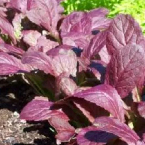 Semillas de mostaza de granate gigante japonés para plantar, 1 libra ~ 224,000 + semillas, ideal para verduras bebé, ensaladas, rojo púrpura