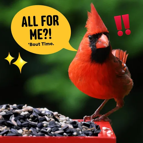 Miniatura 7 de Cool Birds Cardinal & Crew Semilla para Aves Silvestres – 10 lb. Girasol de Aceite Negro, Corazones de Girasol y Mezcla de Cártamo para Cardenales