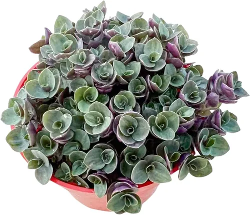 Miniatura 18 de Cotyledon Pendens de 4 pulgadas, suculenta viva completamente enraizada en macetas con mezcla de tierra, planta doméstica rara para la decoración