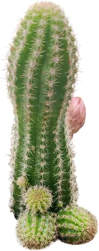 Caja de éxitos | Colección única de plantas de cactus vivas, seleccionadas a mano, variedades raras para regalo o decoración del hogar.
