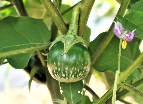 Miniatura 2 de TomorrowSeeds - Petch Siam Semillas de berenjena tailandesa - Paquete de más de 600 unidades - para 2024 Huevo redondo de berenjena verde pequeño