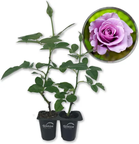 Miniatura 8 de Lagerfeld Rose Bush - 4 plantas de inicio en macetas de 2 pulgadas - Rosa herencia bellamente fragante de Florida - Una belleza versátil con una
