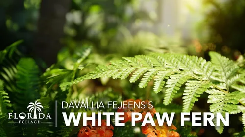 Miniatura 2 de Helecho pata blanca 3 plantas vivas Davallia Tyermanii Follaje tropical para interiores y exteriores Planta de interior de raíz difusa