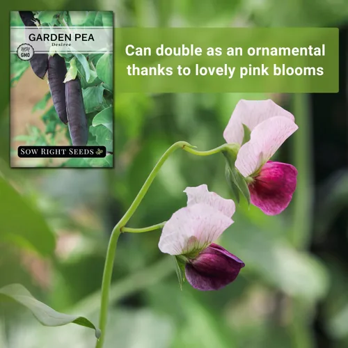 Miniatura 5 de Sow Right Seeds - Semillas de guisantes de nieve Desiree para plantar - Paquete de reliquia sin OMG con instrucciones para plantar un huerto