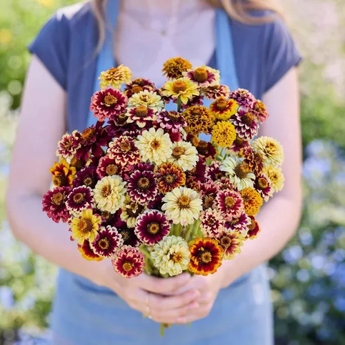 Miniatura 45 de Eden Brothers - Semillas de zinnia, cactus con flores, sin OMG, plantar en primavera, paquete, flores de bajo mantenimiento, zonas 3, 4, 5, 6, 7, 8
