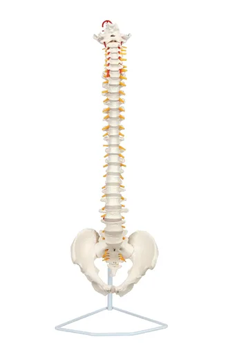 Miniatura 4 de Axis Scientific - Columna vertebral flexible de tamaño natural con pelvis masculina, nervios y arterias espinales, incluye soporte de metal