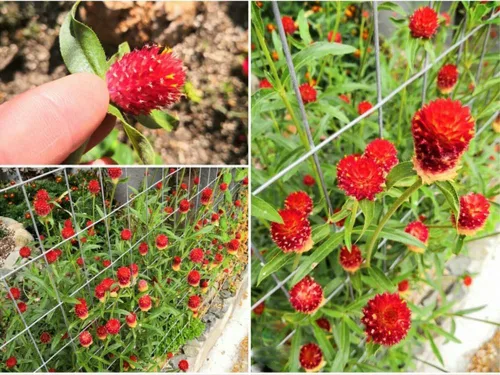 Miniatura 4 de 100 semillas de gomphrena globosa roja extra raras
