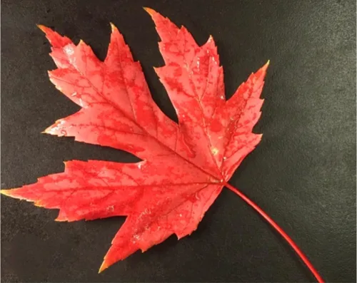 Miniatura 5 de 60 semillas de árbol de arce de azúcar premium, Acer Saccharum Northern Deciduous Rock Maple Seeds para colores otoñales