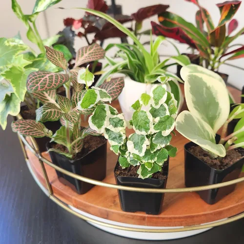 Miniatura 6 de Plantas de interior fáciles de cultivar (paquete de 12) plantas de interior vivas en contenedores de plantas, juego de plantas de elección