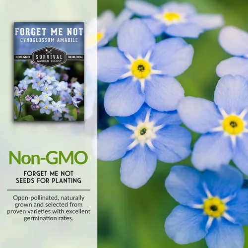 Miniatura 3 de Survival Garden Seeds Paquete de 1 semilla Forget Me Not para plantar con instrucciones para cultivar pequeñas flores azules en tu jardín