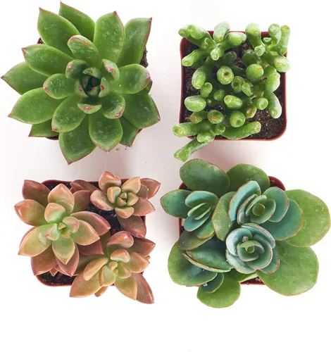 Miniatura 4 de Shop Succulents Colección Can't Touch This Surtido de plantas suculentas y cactus de interior seleccionadas a mano, totalmente arraigadas, paquete