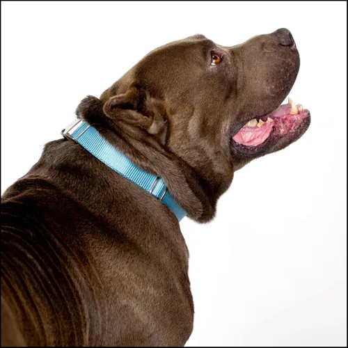 Miniatura 2 de Country Brook Petz – Collar de nailon premium para perro con hebilla de metal – Vibrante selección de 25 colores, Azul Océano