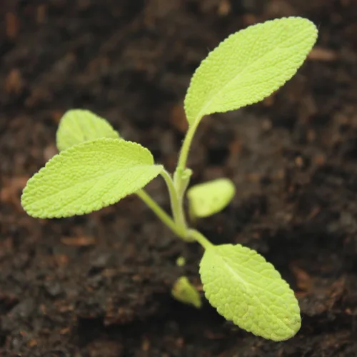 Miniatura 2 de Seed Needs Semillas de salvia para plantar hierbas de hoja ancha, semillas de hierbas culinarias sin OMG y sin tratar para plantar un jardín