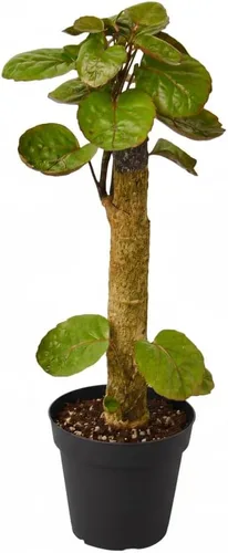 Miniatura 9 de Árbol de dinero trenzado de tocón de Pachira (4 pulgadas), plantas de interior de la suerte, plantas de interior decorativas únicas de 4/6 pulgadas
