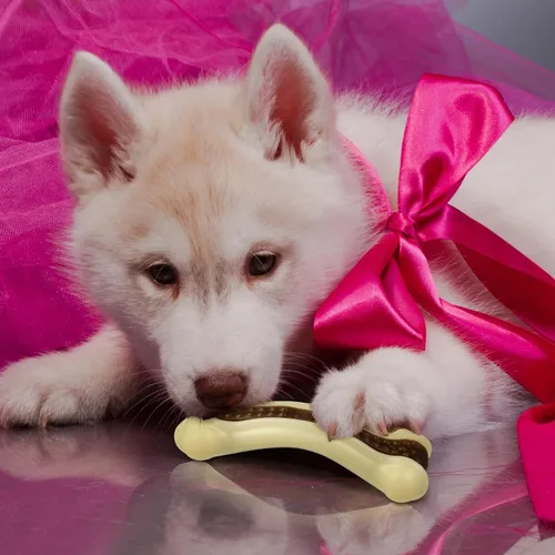 Miniatura 7 de Sosation - Juguetes en forma de hueso para perros para masticadores agresivos, pack de 2 juguetes navideños para cachorros en etapa de dentición
