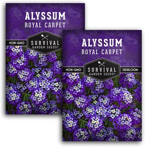 Miniatura 10 de Semillas de Alyssum para plantar - Sweet Royal Carpet Purple Alyssum - Flor perenne fragante y cobertura del suelo - Semillas autóctonas