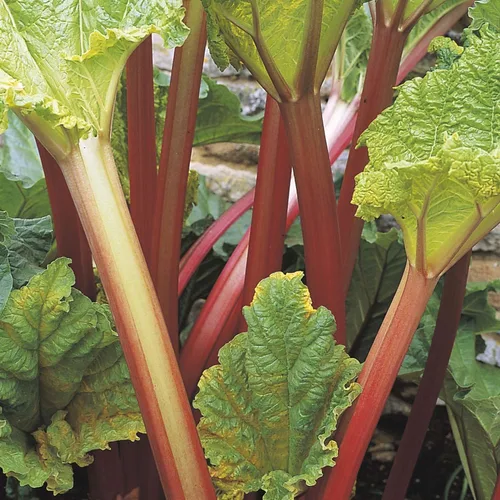 Miniatura 2 de RHUBARB Victoria - Fruta-Vegetal - 0.05 oz 20+ Semillas Perennes
