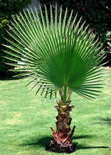 Miniatura 7 de 30 semillas de palmera de abanico, Washington Filifera, planta de hoja perenne de rápido crecimiento