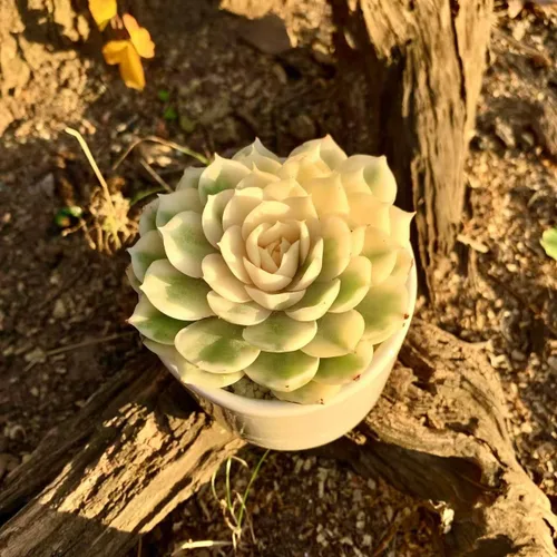 Miniatura 4 de Plantas suculentas vivas, Echeveria Onslow variegada de 3.2 pulgadas, Plantas de interior mini, Planta viva de raíz desnuda sin tierra, Plantas