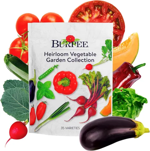 Miniatura 8 de Burpee Culinary Classics Garden Collection - 10 paquetes de cebollino sin OGM, cilantro, albahaca, salvia, tomillo, eneldo, perejil, manzanilla