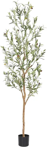 Bellacat Árbol de olivo sintético de 6 pies, olivos artificiales para interiores con tronco de madera natural y hojas y frutas realistas. Olivo
