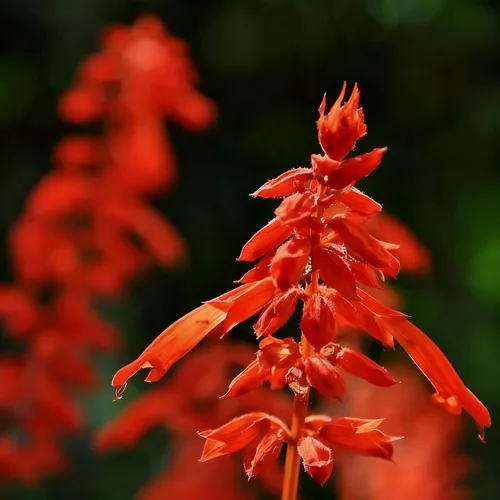 Miniatura 5 de 50 semillas de flores de salvia escarlata para plantar, semillas de Salvia raras perennes, semillas de agastache de arenisca Arizona sin OMG