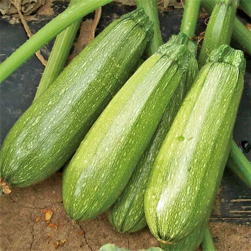 TomorrowSeeds - Semillas de calabacín gris - Más de 180 unidades - para plantar calabacín gris mexicano Calabacita de verano Kousa Calabacita