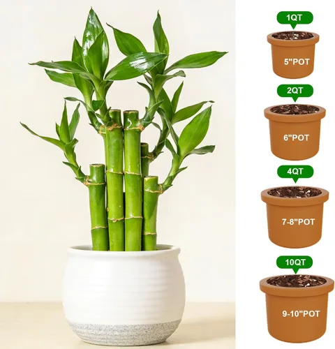 Miniatura 7 de Suelo natural puro para macetas para plantas de bambú de la suerte, 1 cuarto de galón, drenaje superior y transpirabilidad, suelo ideal para plantas