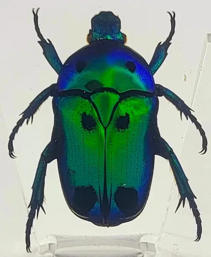 Miniatura 30 de Escarabajo británico Chafer de rosa real de 1.732 pulgadas en resina de lucita cristalina, muestra preservada de cetonia aurata, insectos