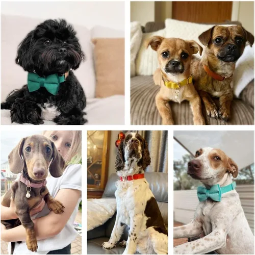Miniatura 6 de Collares de perro personalizados con hebilla metálica - Collares personalizados con nombre de mascota y número de teléfono para razas pequeñas