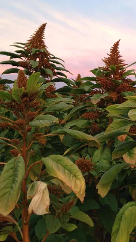 Miniatura 3 de Plant Good Seed Semillas de amaranto naranja gigante chino orgánico para plantar: reliquia guatamalteca de alto rendimiento, hojas verdes - Paquete