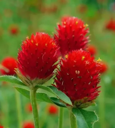 Miniatura 2 de 100 semillas de gomphrena globosa roja extra raras