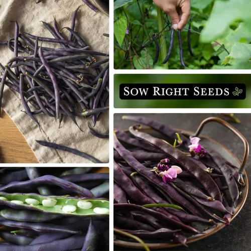 Miniatura 4 de Sow Right Seeds - Semillas de frijol color borgoña real para plantar - Paquete de reliquia sin OMG con instrucciones para plantar un huerto