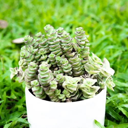 Miniatura 8 de Caja de suculentas Colección única de suculentas de Crassula vivas, fáciles de cultivar, planta de interior para el hogar, totalmente enraizadas