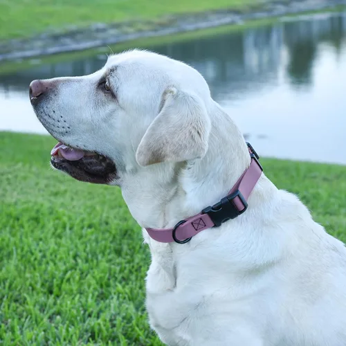 Miniatura 9 de Dogline Biothane - Collar impermeable para perro con hebilla de liberación rápida, resistente cincha de nailon recubierta con resistente y a prueba