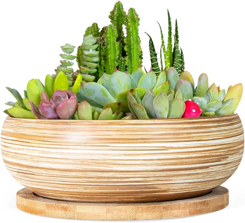 Miniatura 8 de ARTKETTY Macetas para Suculentas, Macetas Grandes para Suculentas de 8 Pulgadas con Drenaje, Maceta de Cerámica para Bonsái con Bandeja para Plantas