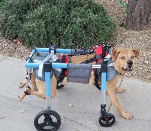 Miniatura 2 de Silla de ruedas para perro cuádruple de apoyo completo, caminador de movilidad para mascotas con ruedas de doble rodamiento, fácil de poner