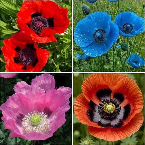 Semillas mixtas de amapola para plantar, más de 10000 semillas de amapola de California de polinización abierta, sin OMG