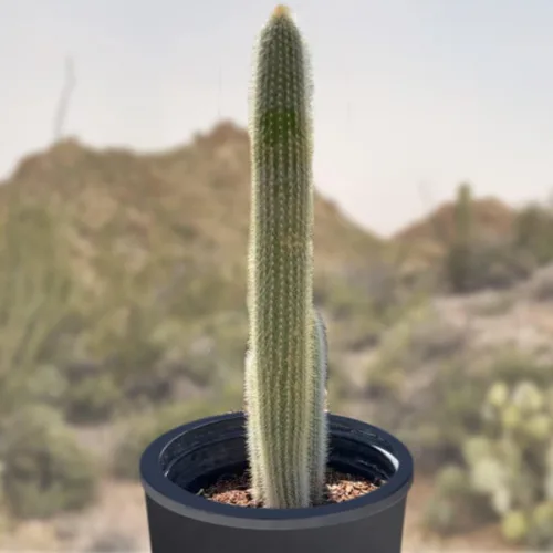 Miniatura 13 de Cactus Outlet - Curiosity - Plantas de cactus vivas, plantas vivas para uso en interiores y exteriores, cactus vivos, 12 a 18 pulgadas, cactus vivos