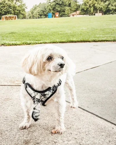 Miniatura 2 de Pet Life ® 'Bonatied' Arnés de malla reversible y transpirable de micromalla ajustable para perro y pajarita