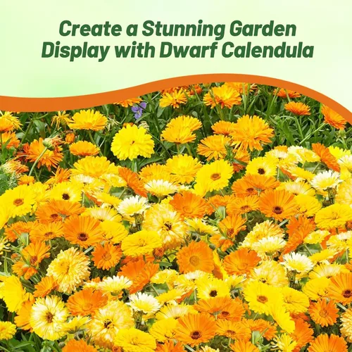 Miniatura 5 de Outsidepride Fruit Twist - Semillas de caléndula – 100 semillas anuales comestibles de flores para plantar para platos y usos de bienestar