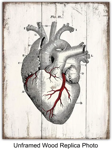 Miniatura 2 de Medical Anatomy – Juego de placas de arte de pared de órganos humanos vintage – Impresiones de fotos Shabby Chic para clínica médica, oficina de Dr.