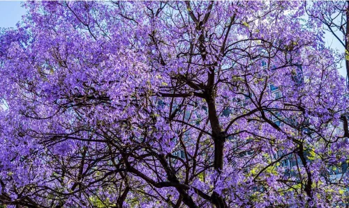 Miniatura 3 de 25 semillas de Mimosifolia azul de Jacaranda de rápido crecimiento de semillas de árbol con flores perennes