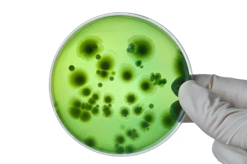 Miniatura 5 de Root Mushroom Farm- Extracto de malta Agar(MEA)