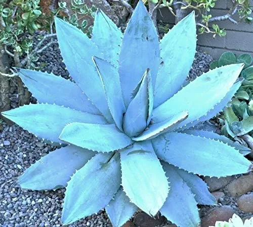Agave Titanota Blue, Hardy TJ - Semilla de planta suculenta exótica de aloe rosa rara, 50 semillas, suculenta, cactus