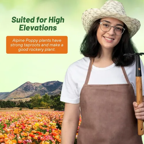Miniatura 5 de Outsidepride Semillas de amapola alpina para plantar, 5000 piezas de semillas de flores silvestres perennes, tolerantes a la sequía y fáciles